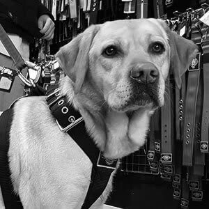 y-tuigen beste hondentuig eurobullysupply