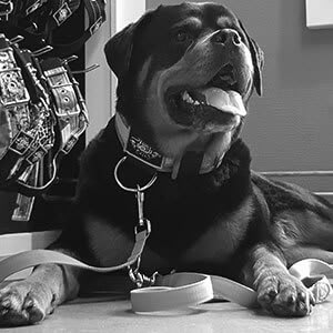 sterke honden halsbanden eurobullysupply